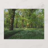 Frühling im Wald, Bute Park, Cardiff Postkarte (Vorderseite)