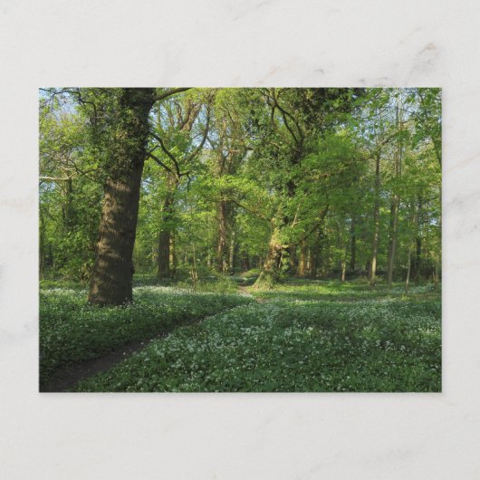 Frühling im Wald, Bute Park, Cardiff Postkarte (Vorderseite)