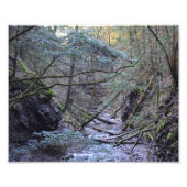 Frühling im Wald. Fotodruck (Vorne)