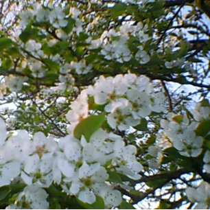 Frühling in Bloom Stretched Canvas Print Leinwanddruck