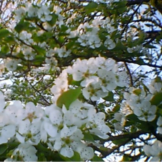 Frühling in Bloom Stretched Canvas Print Leinwanddruck