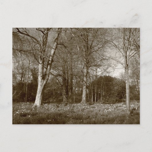 Frühling in Bute Park, Cardiff Postkarte (Vorderseite)