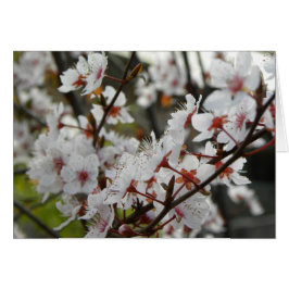 Frühling in Canberra