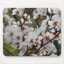 Frühling in Canberra