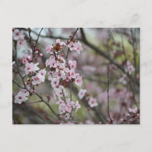 Frühling in der Luft - Rosa 2 Postkarte
