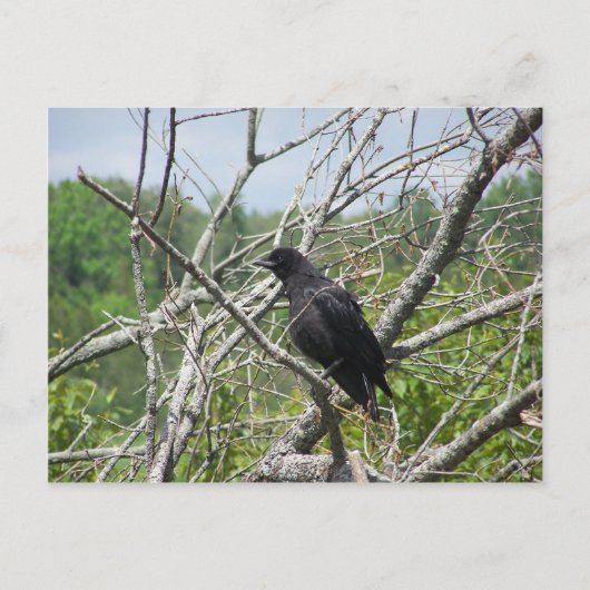 Frühling in Maine Postkarte (Vorderseite)