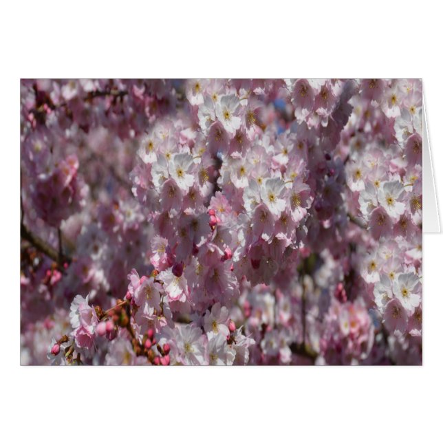 Frühling in Pink (Vorderseite (Horizontal))