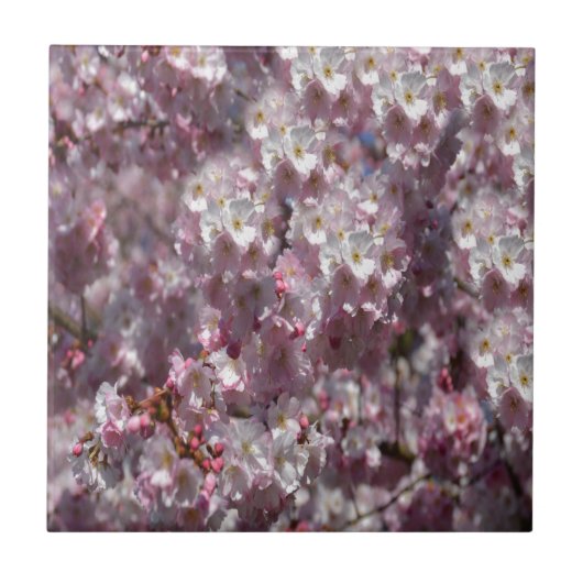 Frühling in Pink Fliese (Vorderseite)