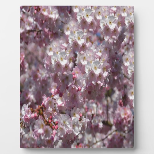 Frühling in Pink Fotoplatte (Vorderseite)