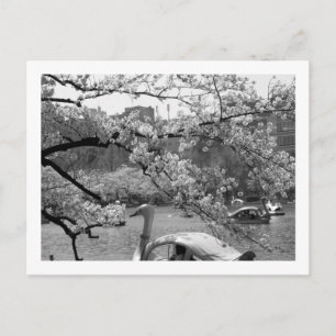 Frühling in Shinobazu Pond: Ueno, Tokio Postkarte
