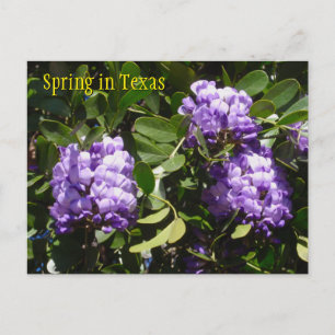 Frühling in Texas Postkarte