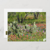 Frühling in Texas Postkarte (Vorne/Hinten)