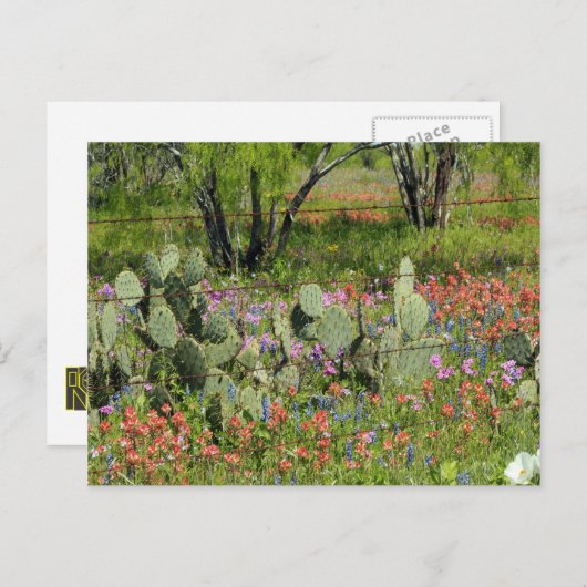 Frühling in Texas Postkarte (Vorne/Hinten)