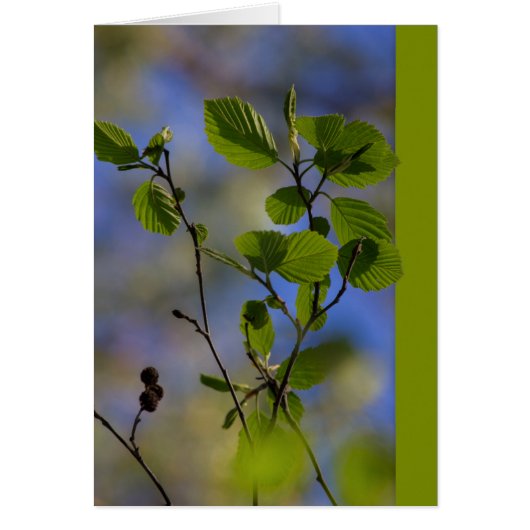Frühling kommt von selbst CC0843 Zen Sprichwort (Vorne)