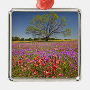 Frühling Mesquitebäume wachsen in Wildblumen, Silbernes Ornament