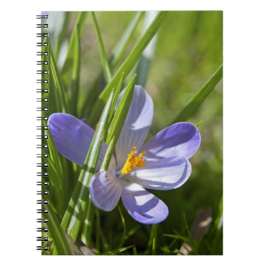 Frühling Notizblock (Vorderseite)