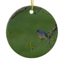 Frühling/Ostern: Männliche Drossel, weibliche