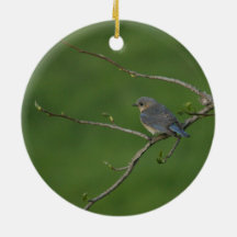 Frühling/Ostern: Männliche Drossel, weibliche