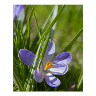 Frühling Poster