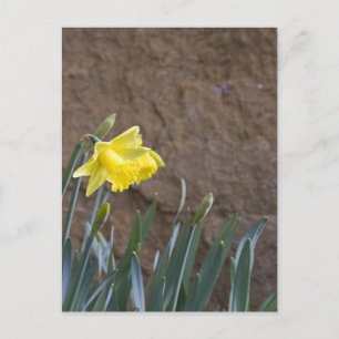 Frühling! Postkarte