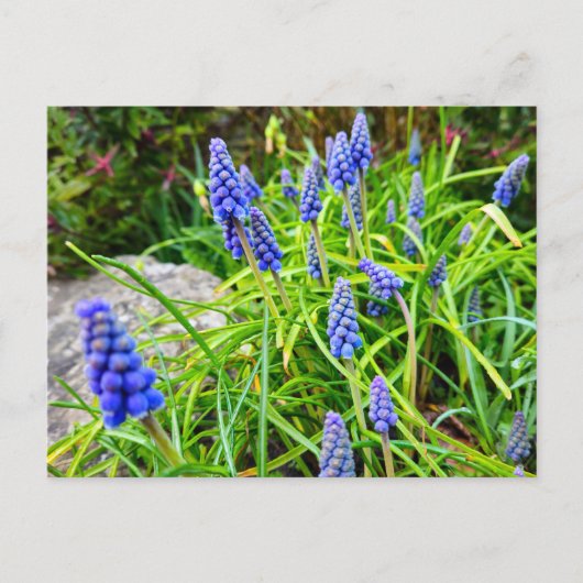 Frühling postkarte (Vorderseite)