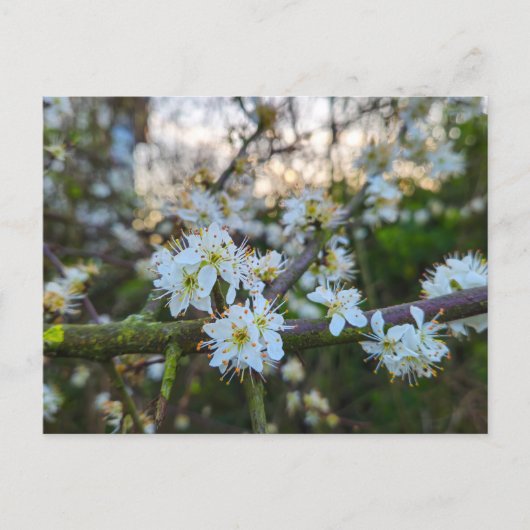 Frühling postkarte (Vorderseite)
