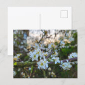 Frühling postkarte (Vorne/Hinten)