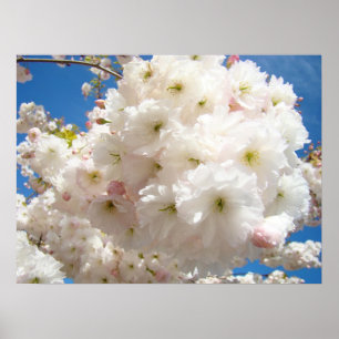 Frühling Rosa Baum Blüten Fine Art Drucke Floral