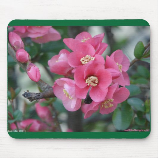 Frühling Rosa Blühende Zierquitte Mousepad (Vorne)