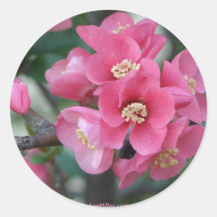 Frühling Rosa Blühende Zierquitte Runder Aufkleber