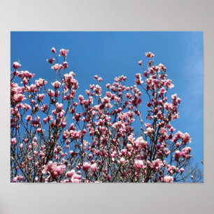 Frühling Rosa Magnolia Blüte Himmel Poster