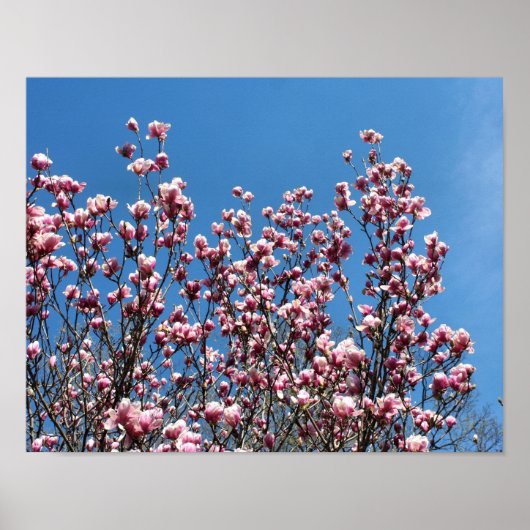 Frühling Rosa Magnolia Blüte Himmel Poster (Vorne)