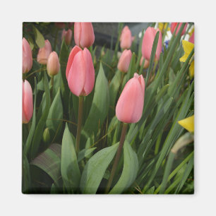 Frühling rosa Tulpen-Blütenknospen Fotografie Magnet