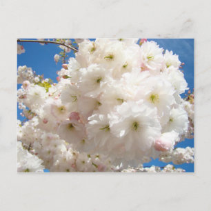 Frühling Rosa Weiße Baum Blüten postkarten