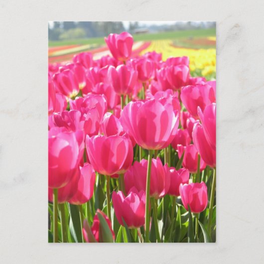 Frühling Tulips in Oregon Postkarte (Vorderseite)