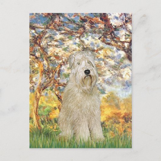 Frühling - Wheaten Terrier 7 Postkarte (Vorderseite)