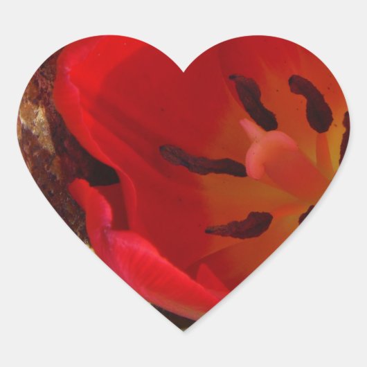 Frühlinggelb und Roter Tulip Herz-Aufkleber (Vorderseite)