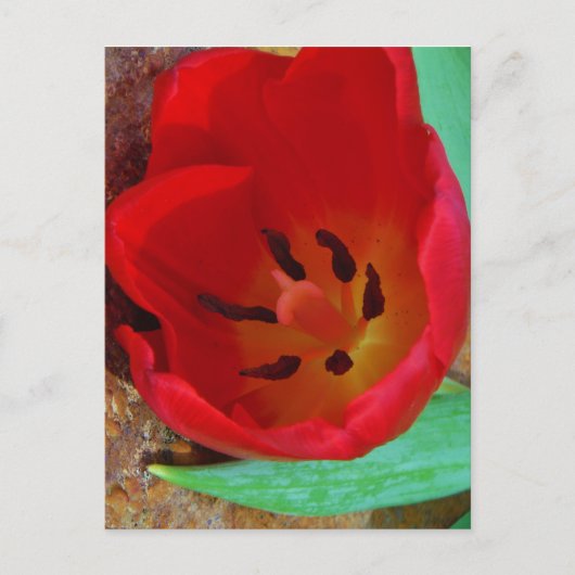Frühlinggelb und Roter Tulip Postkarte (Vorderseite)