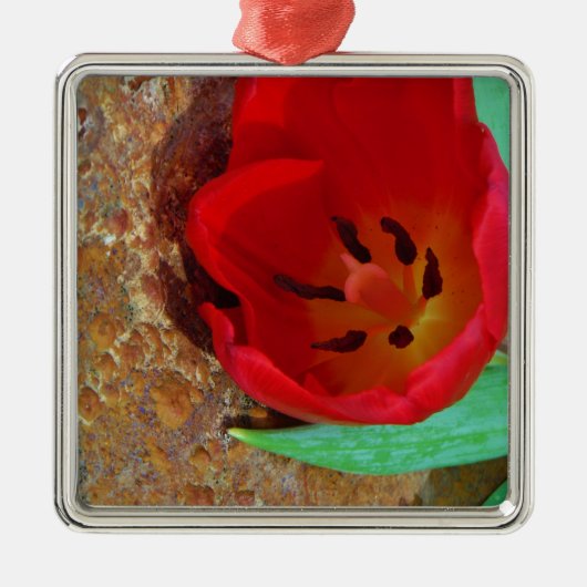 Frühlinggelb und Roter Tulip Silbernes Ornament (Vorne)