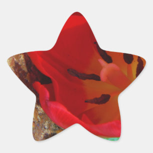 Frühlinggelb und Roter Tulip Stern-Aufkleber