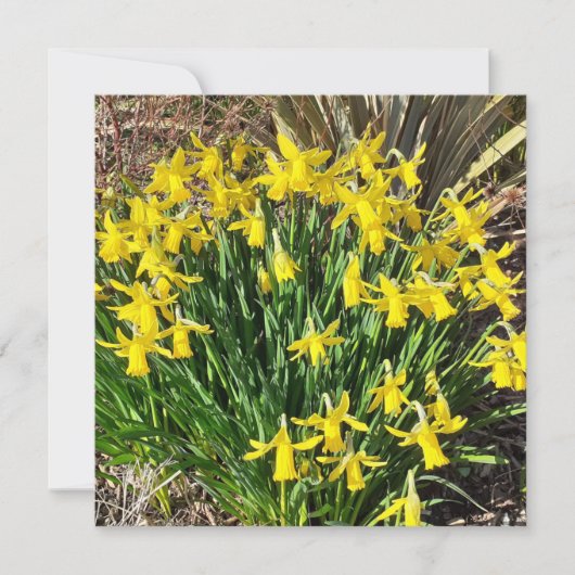 Frühlinggelbe Daffodien flache Grußkarte (Vorderseite)