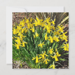 Frühlinggelbe Daffodien flache Grußkarte