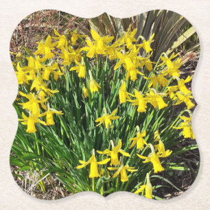 Frühlinggelbe Daffodien Papier Untersetzer
