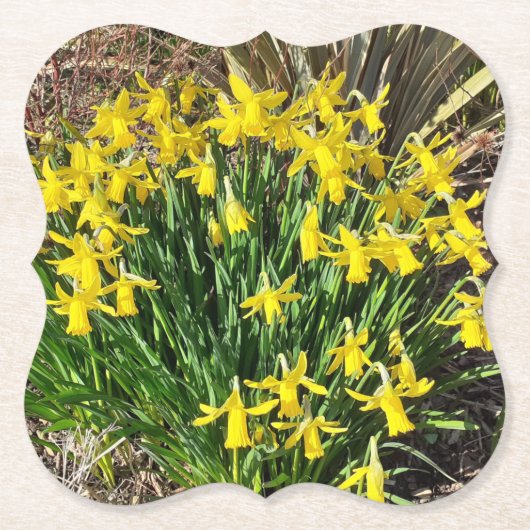 Frühlinggelbe Daffodien Papier Untersetzer (Vorderseite)