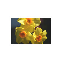 Frühlinggelbe Daffodil Blume Foto Art.