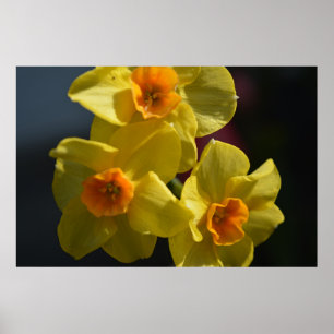 Frühlinggelbe Daffodil Blume Foto Art. Poster