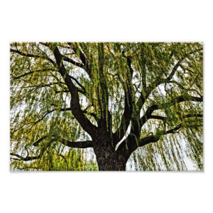 Frühlinghoffnungen gedämpft fotodruck
