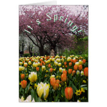 Frühlings-Blumen und