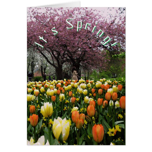 Frühlings-Blumen und (Vorne)