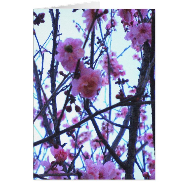 Frühlings-Blüten (Vorne)